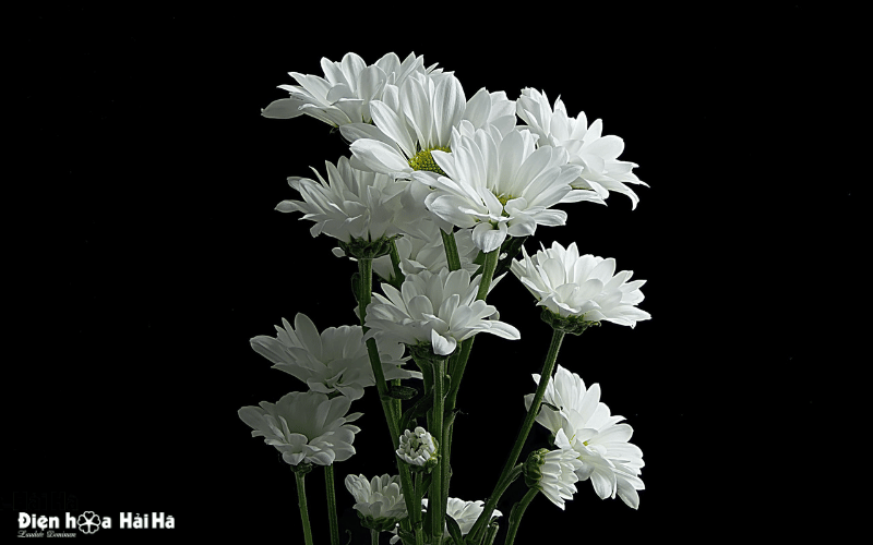Hình ảnh hoa cúc trắng đám tang làm avatar cover Facebook