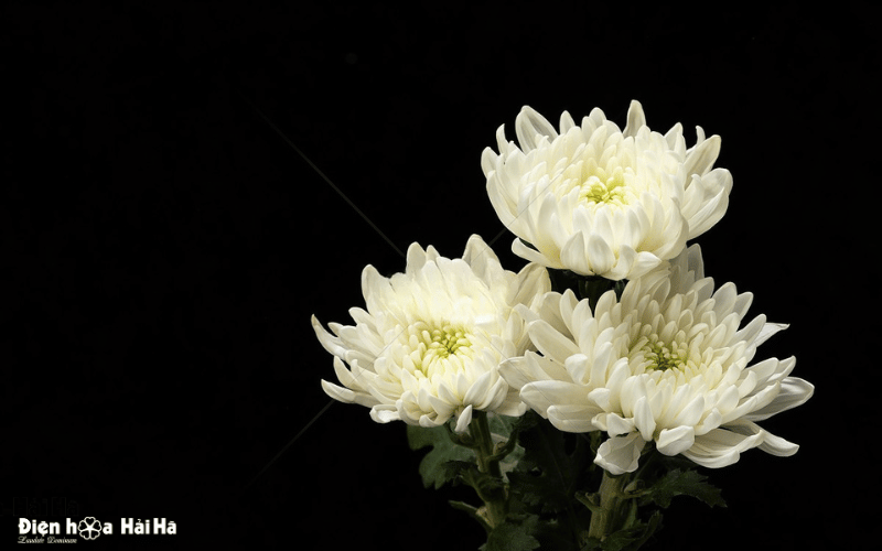 Anh hoa cúc trắng đám tang trên nền đen đẹp mang ý nghĩa buồn sâu sắc