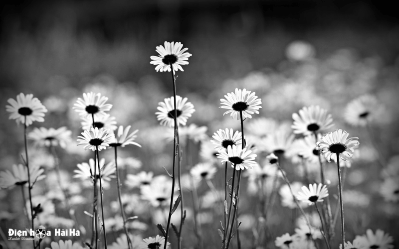 Ảnh buồn đám tang, ảnh hoa cúc trắng làm hình nền