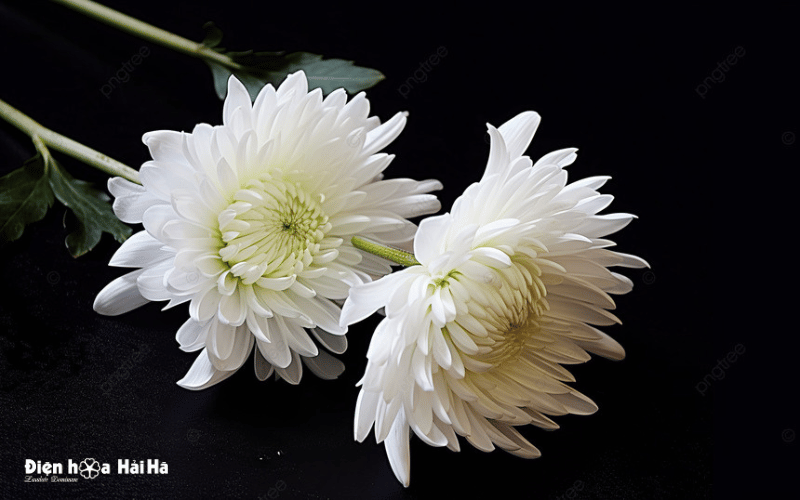Hoa cúc trắng đám tang hình ảnh đại diện nhà có người qua đời