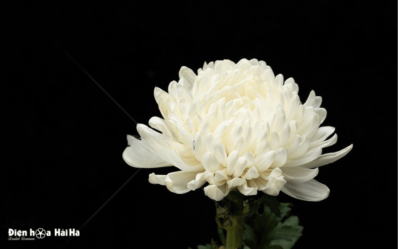 Biểu tượng hoa cúc trắng đám tang đẹp nhất