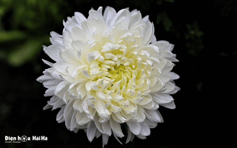 Hình đại diện buồn đám tang hoa cúc