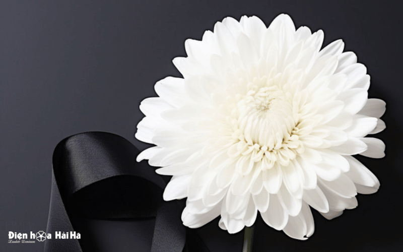 Hãy khám phá hình ảnh hoa cúc trắng đám tang buồn, thành kính