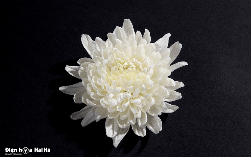 Hình nền hoa cúc trắng đám tang khi có người thân qua đời