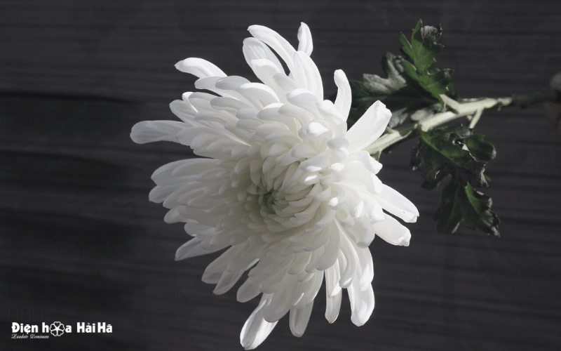 Ảnh hoa cúc trắng đám tang nền đen trang trọng