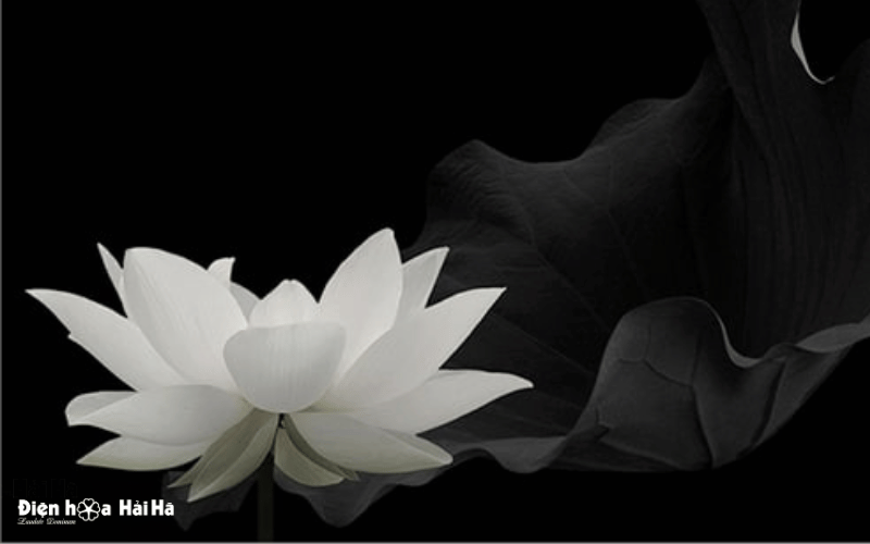 Ảnh chia buồn đám tang hoa sen trắng
