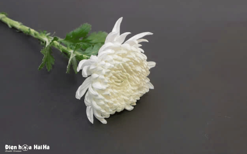 Tổng hợp ảnh hoa cúc trắng đám tang chia buồn ý nghĩa