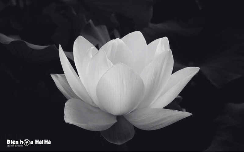 Hoa sen ảnh đen buồn đám tang