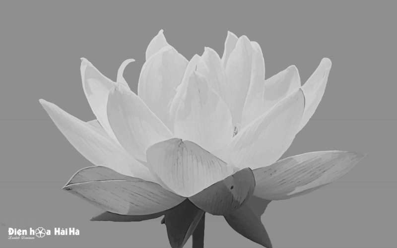 Tổng hợp hình chia buồn đám tang