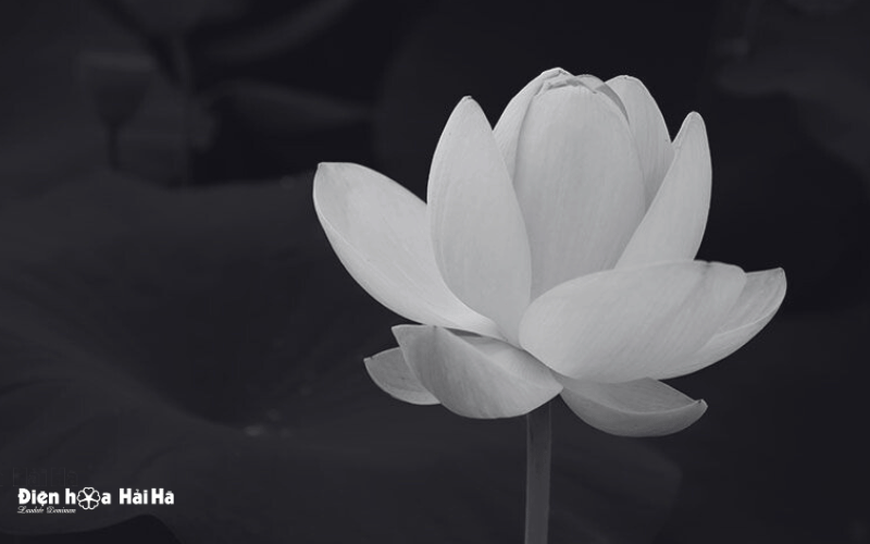 Biểu tượng chia buồn đám tang hoa sen