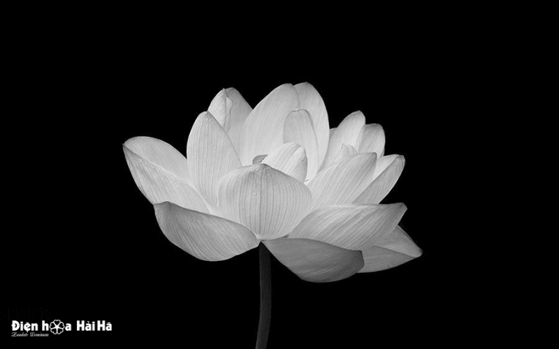 Hoa sen trắng đám tang - hình ảnh chia buồn tang lễ