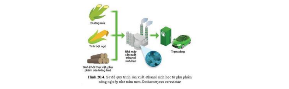 Lý thuyết thành tựu của công nghệ vi sinh vật và ứng dụng của vi sinh vật - Sinh 10 Cánh diều</>