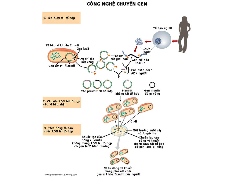 Lý thuyết thành tựu của công nghệ vi sinh vật và ứng dụng của vi sinh vật - Sinh 10 Cánh diều</>