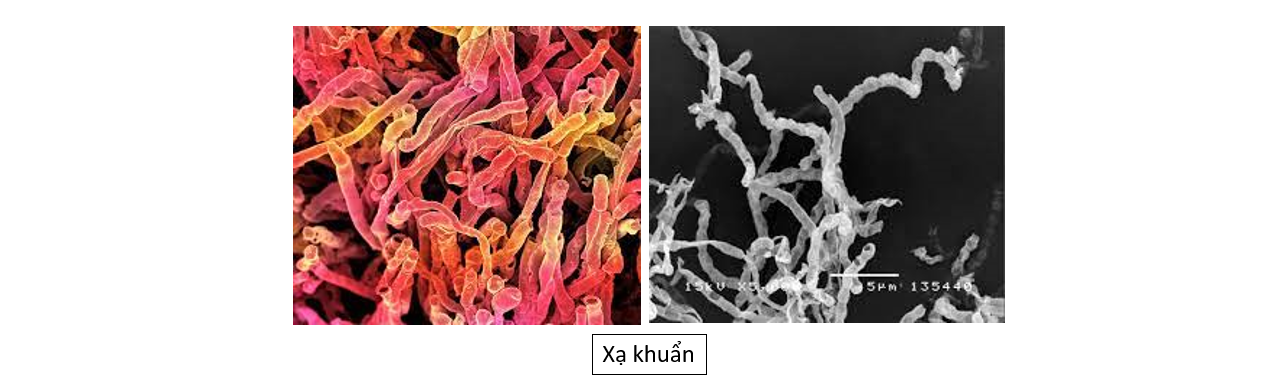 Lý thuyết thành tựu của công nghệ vi sinh vật và ứng dụng của vi sinh vật - Sinh 10 Cánh diều</>