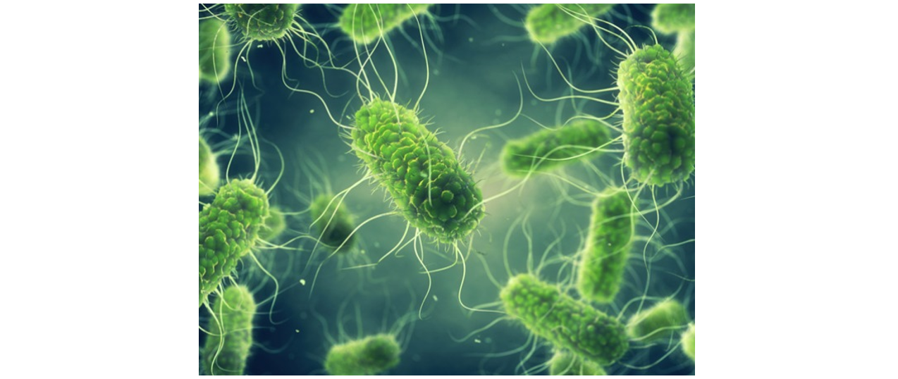 Lý thuyết thành tựu của công nghệ vi sinh vật và ứng dụng của vi sinh vật - Sinh 10 Cánh diều</>