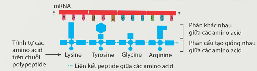 Lý thuyết KHTN 9 Kết nối tri thức Bài 40: Dịch mã và mối quan hệ từ gene đến tính trạng