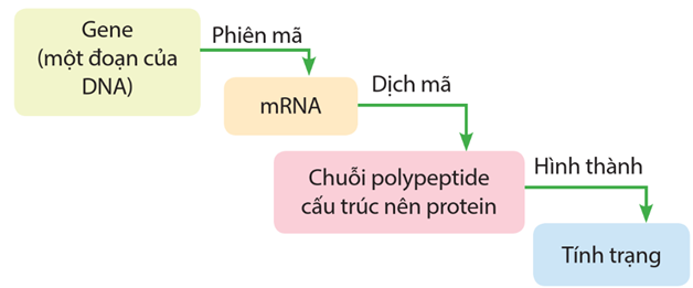 Lý thuyết KHTN 9 Kết nối tri thức Bài 40: Dịch mã và mối quan hệ từ gene đến tính trạng