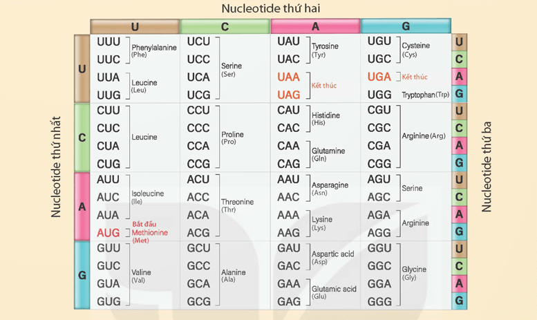 Lý thuyết KHTN 9 Kết nối tri thức Bài 40: Dịch mã và mối quan hệ từ gene đến tính trạng