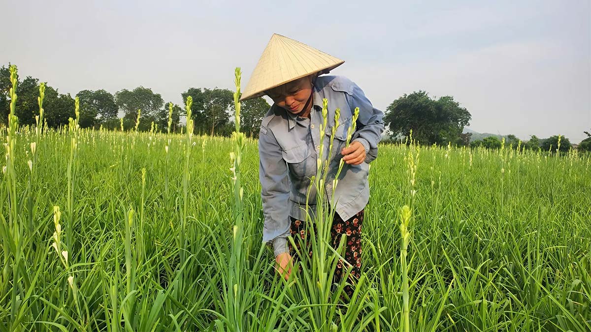 Bài thơ dễ thương nói về người nông dân
