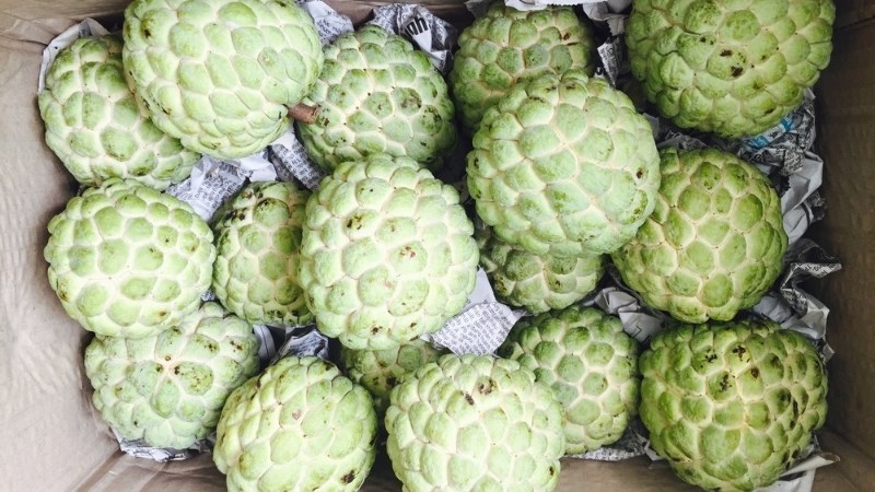 Cách chọn na ngon, cách bảo quản na điều kiện thường, na chín trong tủ lạnh