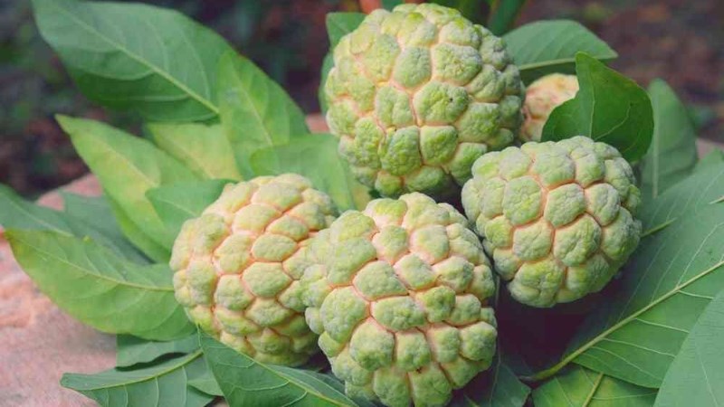 Cách ủ na chín không cần hóa chất