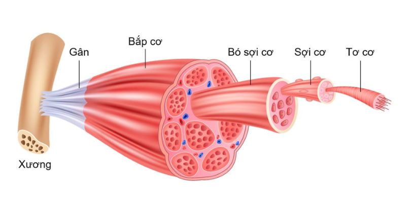 bắp cơ vân có hình dạng như thế nào