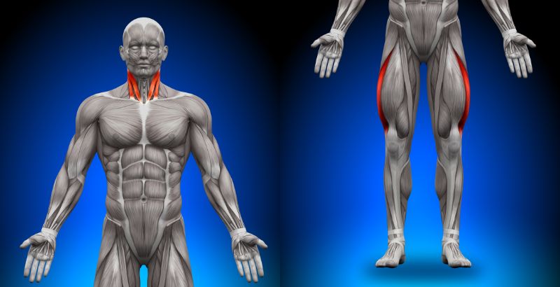 bắp cơ vân có hình dạng như thế nào