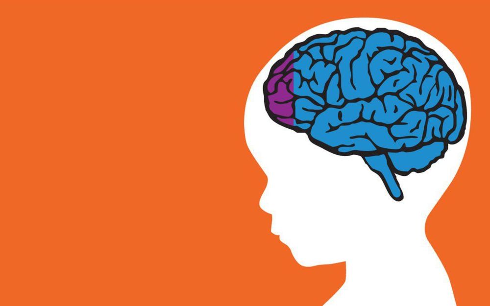 Sự phát triển của thùy trán ở trẻ sơ sinh thực sự diễn ra trong khoảng thời gian từ 6 đến 12 tháng tuổi