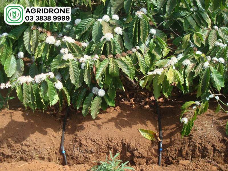 cay ca phe thich hop voi loai dat nao 2