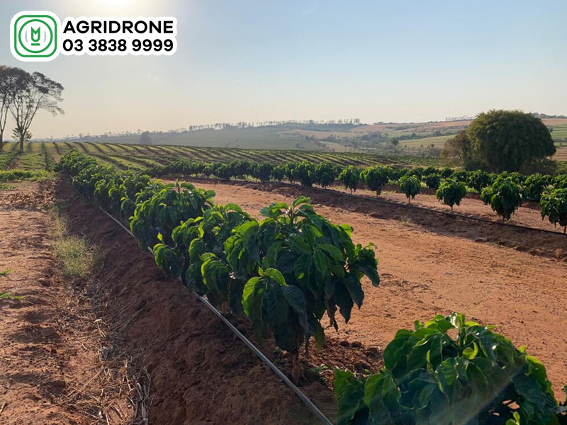 cay ca phe thich hop voi loai dat nao 3