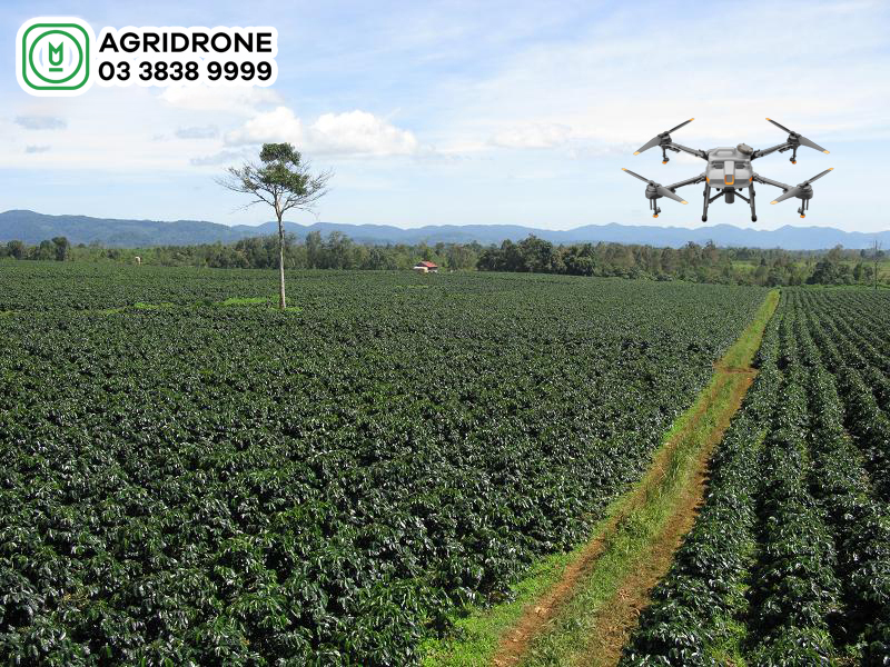 may bay phun thuoc cay ca phe 1