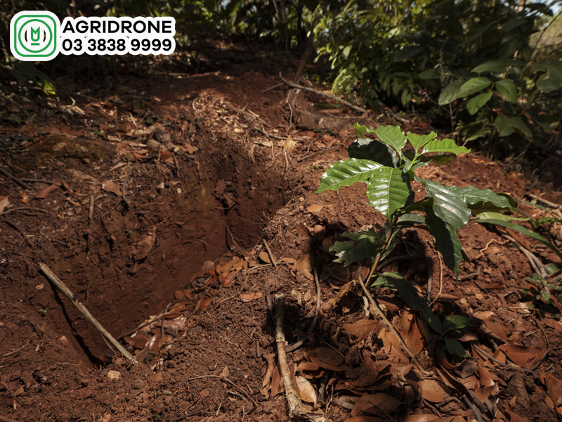 cay ca phe thich hop voi loai dat nao 1