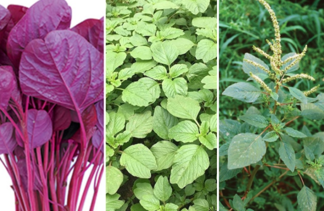 cach li truoc hop tu la 1