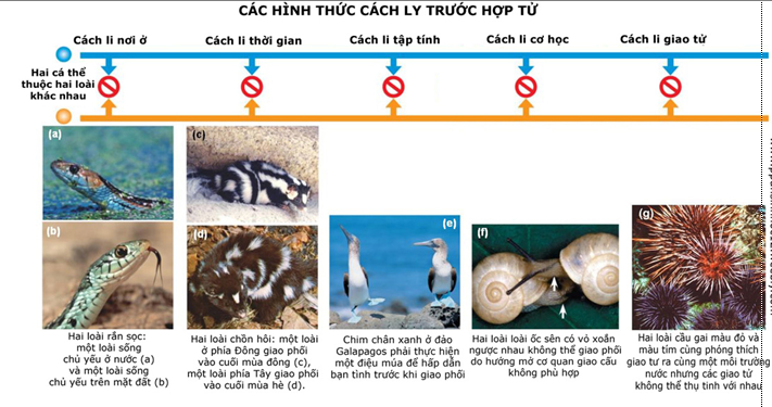 cach li truoc hop tu la 2