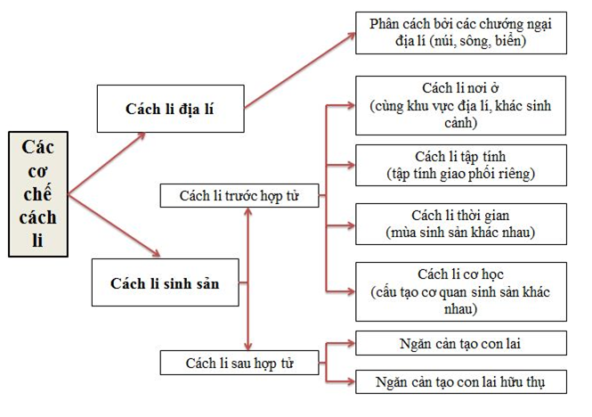cach li truoc hop tu la 3