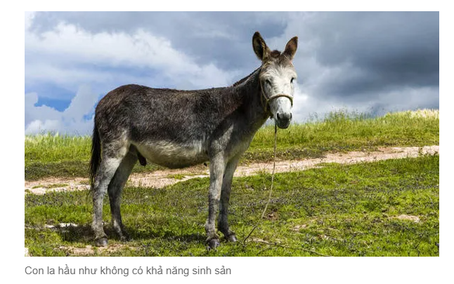 cach li truoc hop tu la