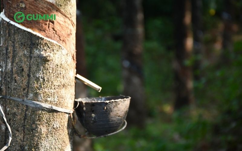 Cao su thiên nhiên được chiết xuất từ mủ cây Hevea Brasiliensis