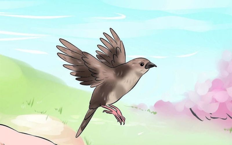 Chim Non không ngoan