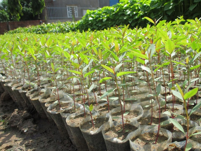 cay cong nghiep o nuoc ta co nguon goc chu yeu la