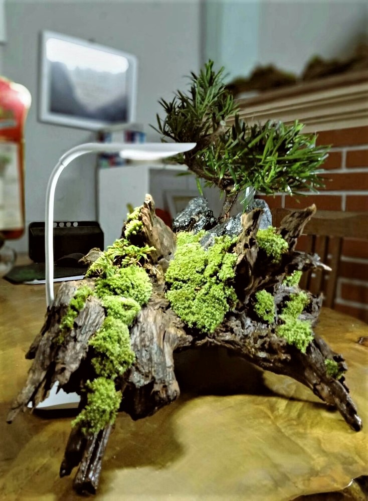 cay reu thuong moc o noi co dieu kien nhu the nao 1