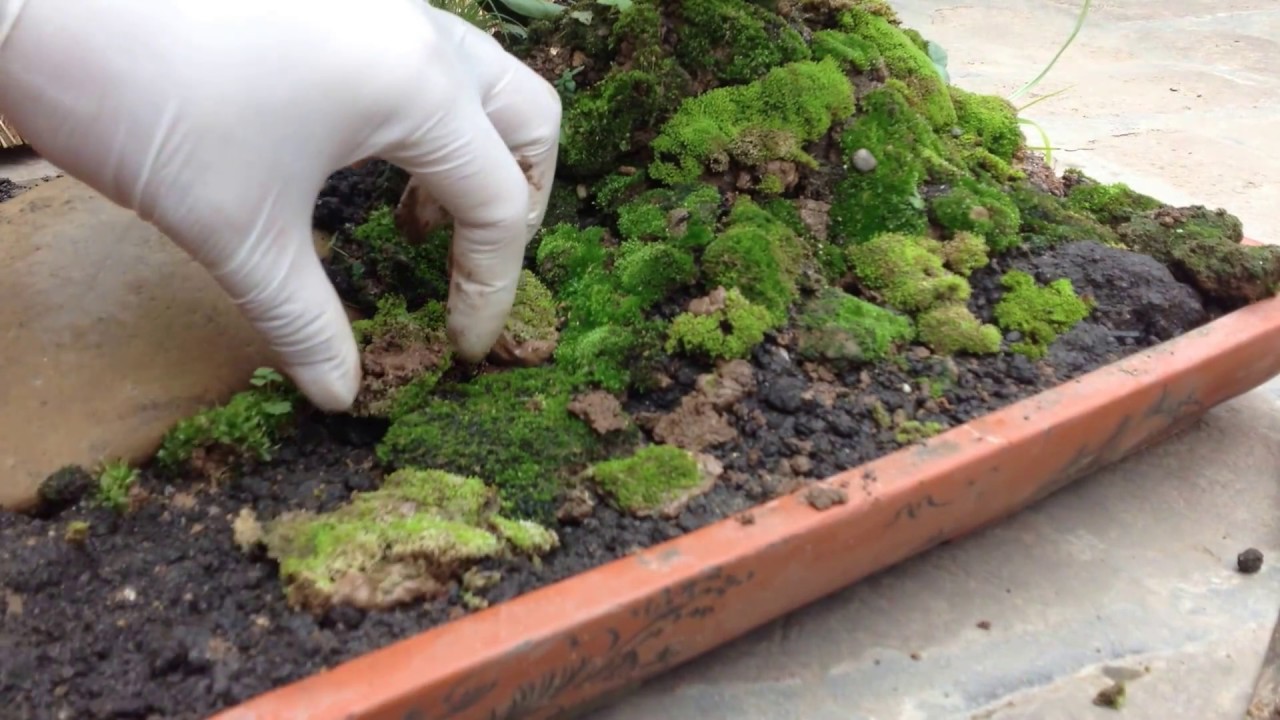 cay reu thuong moc o noi co dieu kien nhu the nao 2