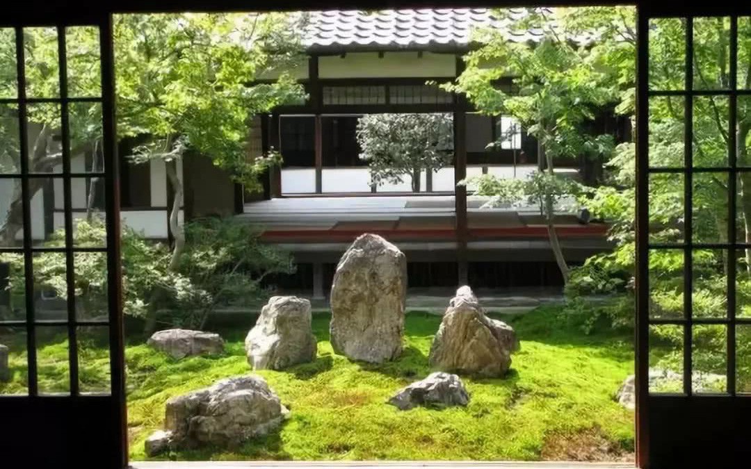 cay reu thuong moc o noi co dieu kien nhu the nao 3