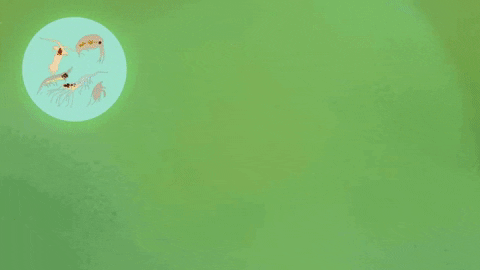 chau nam cuc con duoc goi la 3