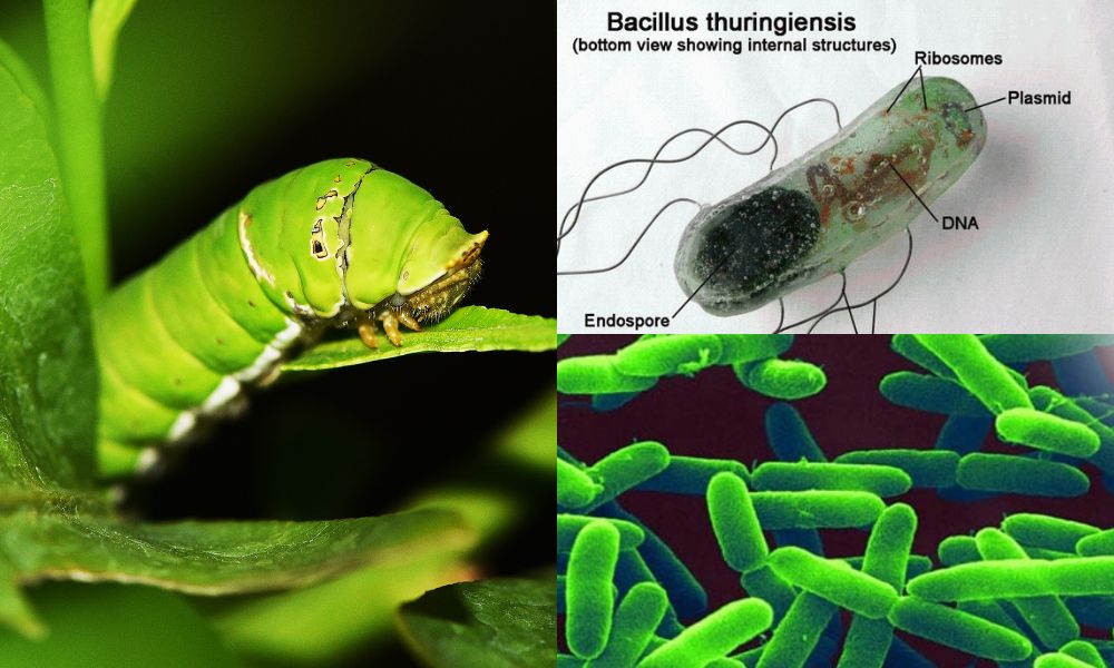 Vi khuẩn Bacillus thuringiensis và Pseudomonas