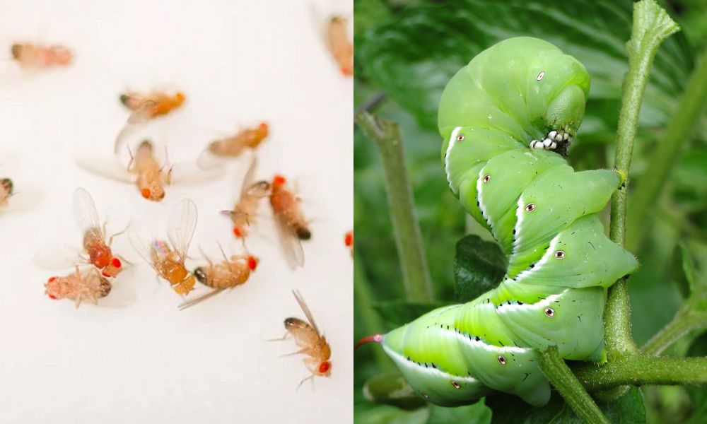 Chế phẩm hoạt động hiệu quả nhất khi sử dụng đúng liều, đúng thời điểm