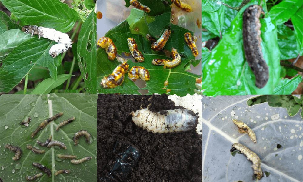 Kết quả khi sử dụng chế phẩm vi khuẩn trừ sâu