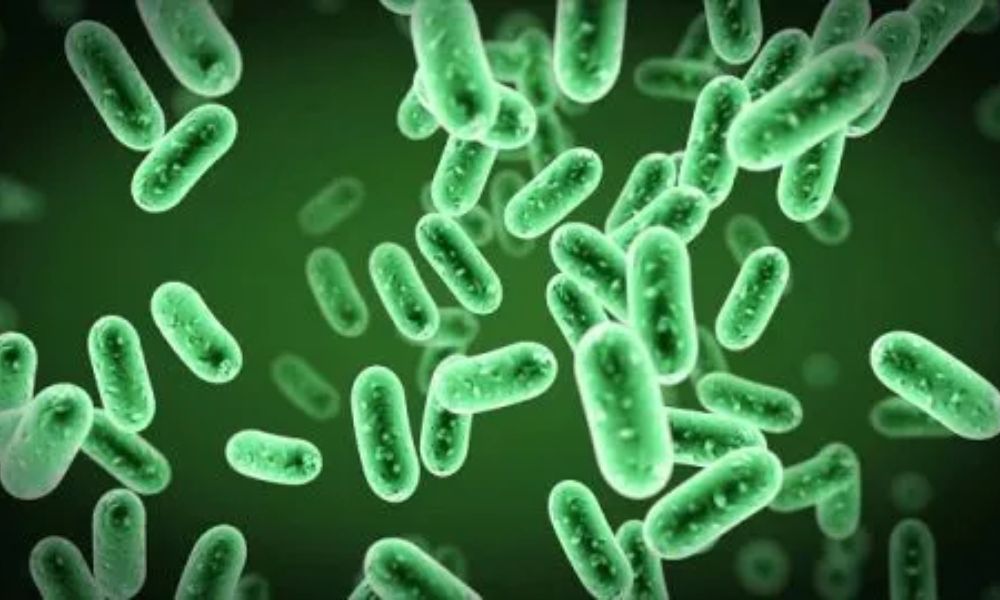 Chế phẩm vi khuẩn trừ sâu là sản phẩm sinh học có chứa các chủng vi khuẩn có hoạt tính sinh học