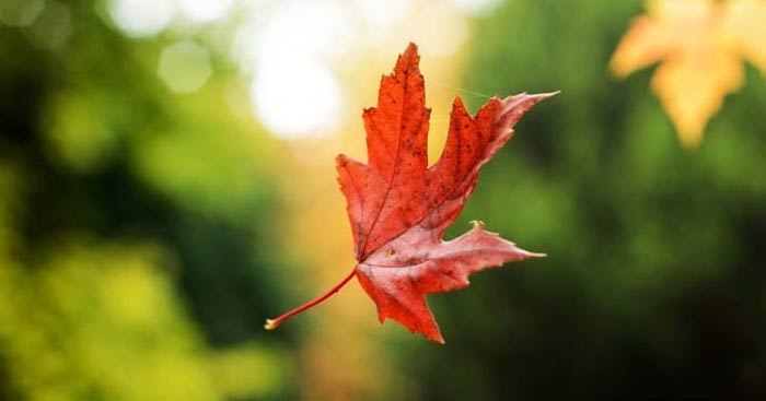 Bài thơ Chiếc lá đầu tiên