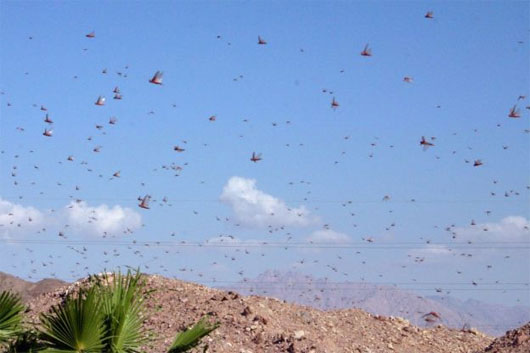 Những đàn động vật lớn nhất thế giới