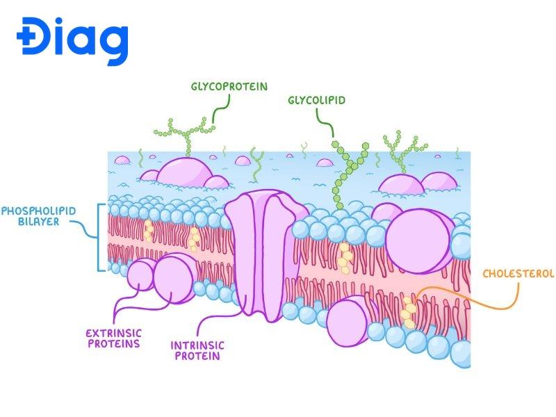 Tăng cường tính ổn định cơ học của màng tế bào là một chức năng quan trọng của cholesterol.